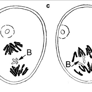320x320 Hand Drawing Of Hasegawa (1934) Depicting For First Time