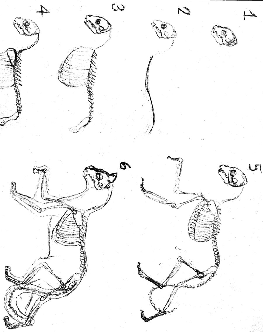 900x1136 Cat Thing Drawing Process Tutorial By Carcaradontalicious