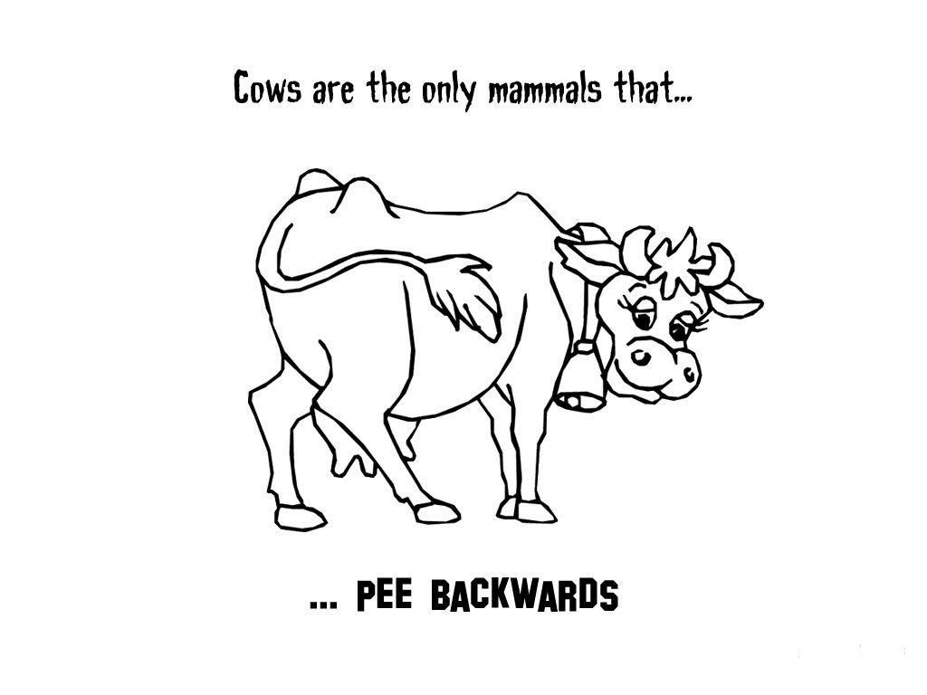 1024x768 Wallpapers Of Funny Quotes Gallery (65 Plus) Pic Wpw307053