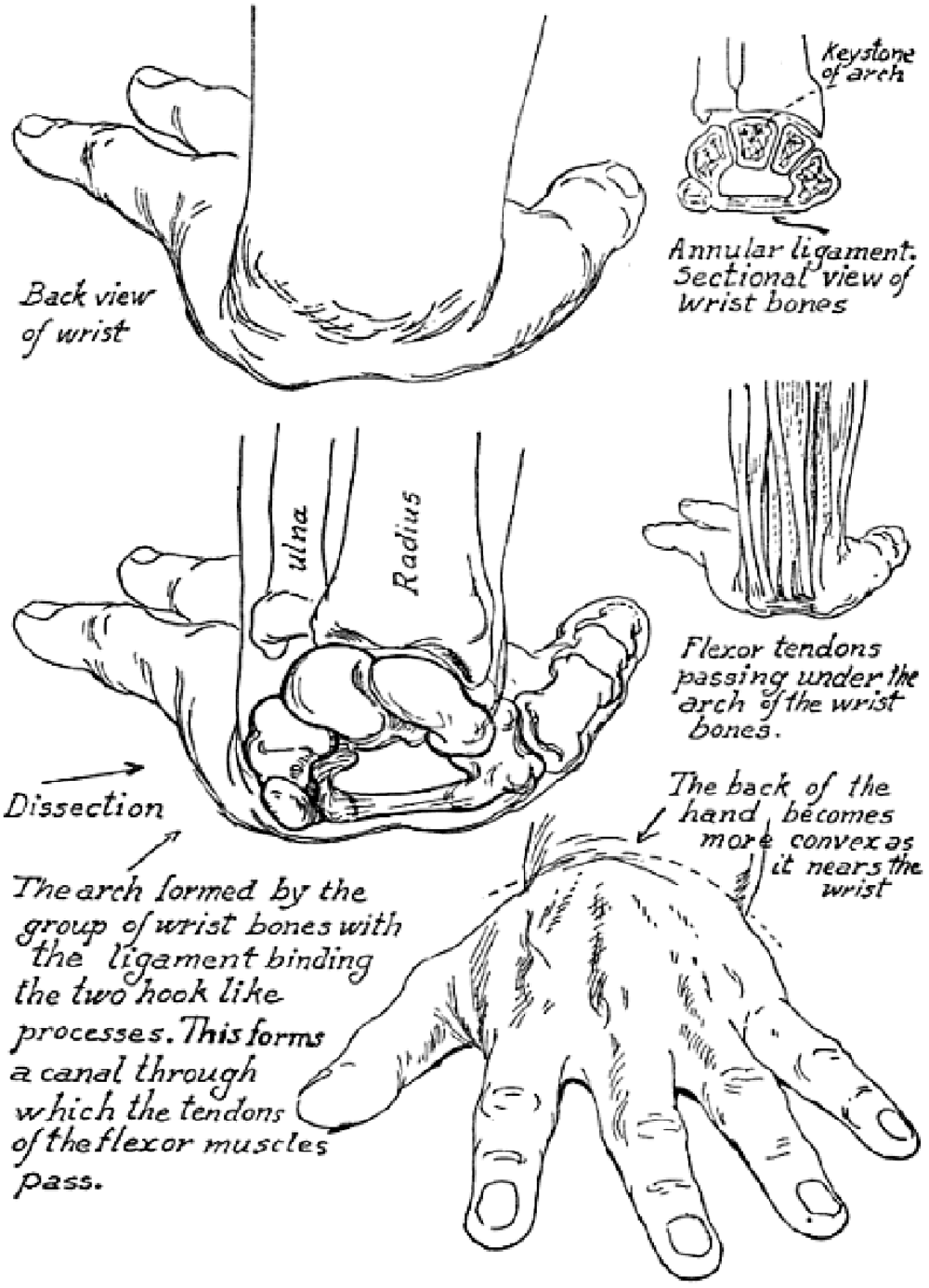 1000x1387 Drawing Hands Techniques For How To Draw Hands With References