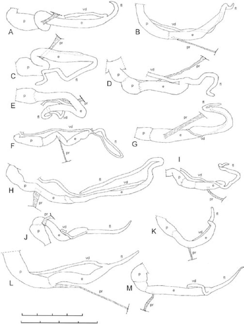 850x1129 Penis And Associated Organs In Candidula Species, All Drawn