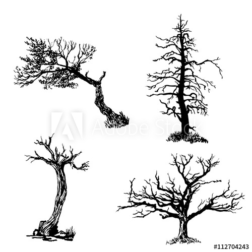 500x500 Drawing Collection Set Of Four Trees Isolated Dry Ink Brush Sketch