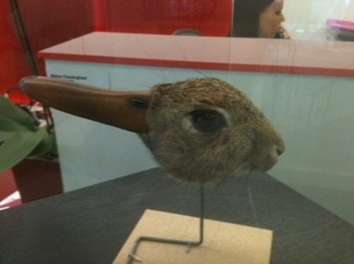 500x374 Depth Of Processing Rabbit Duck Illusion In Taxidermy