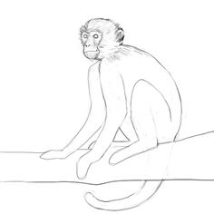 236x236 Drawings Of Monkeys