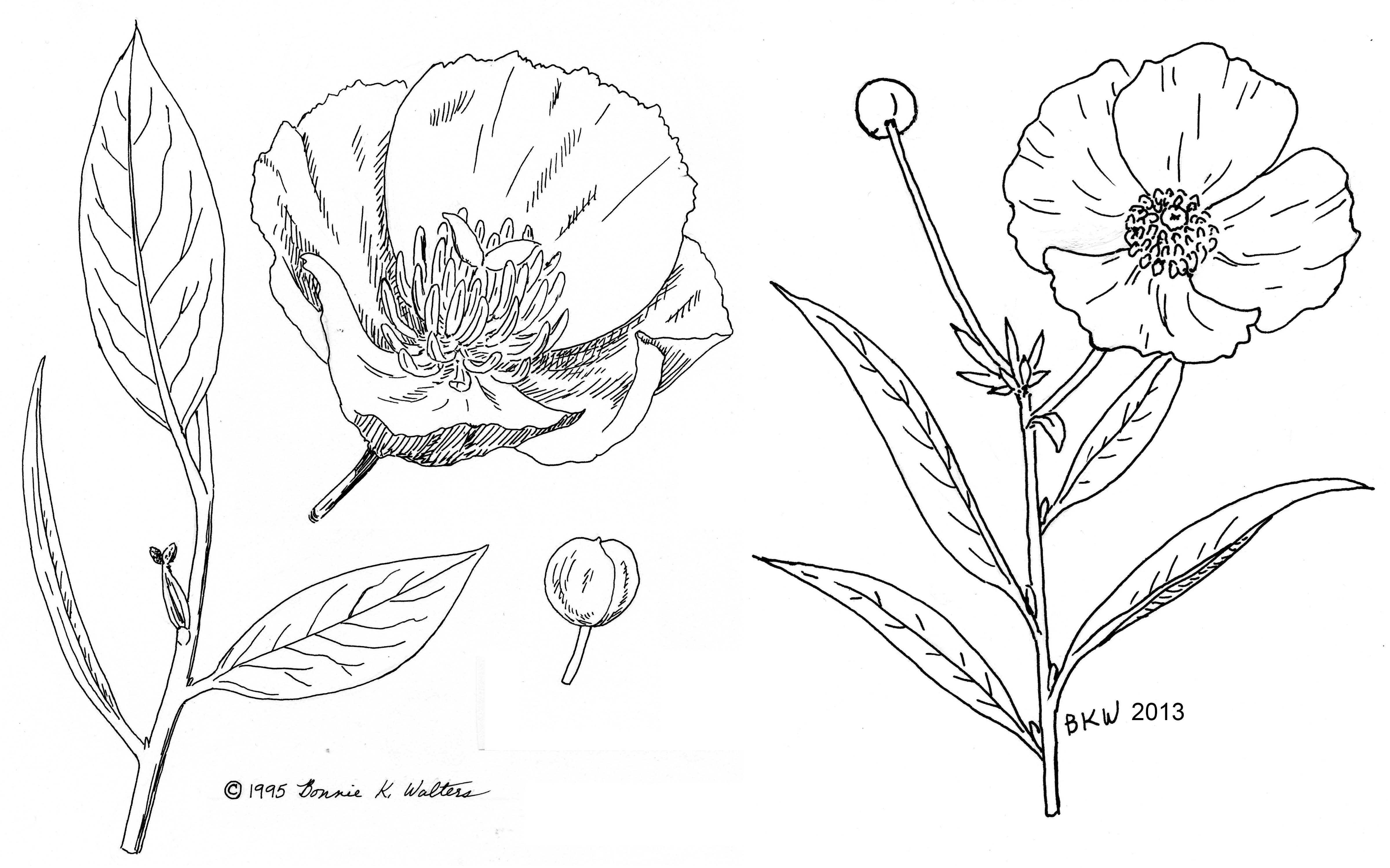 4798x2999 Featured Plants Cnps Slo