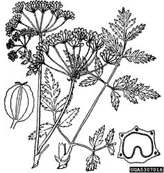 236x249 Dead Flowers Drawing