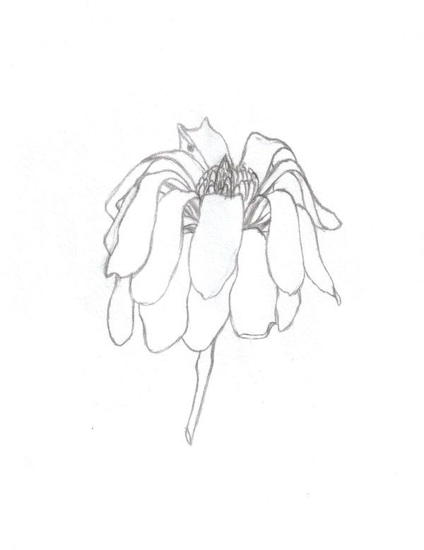600x777 Wilting Flower Drawing