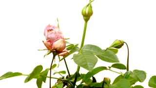 320x180 Time Lapse Of Red Rose Flower Blooming And Wilting Stock Video