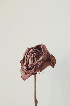 236x354 I Love This @annstreetstudio Story On Dying Flowers Flowers By