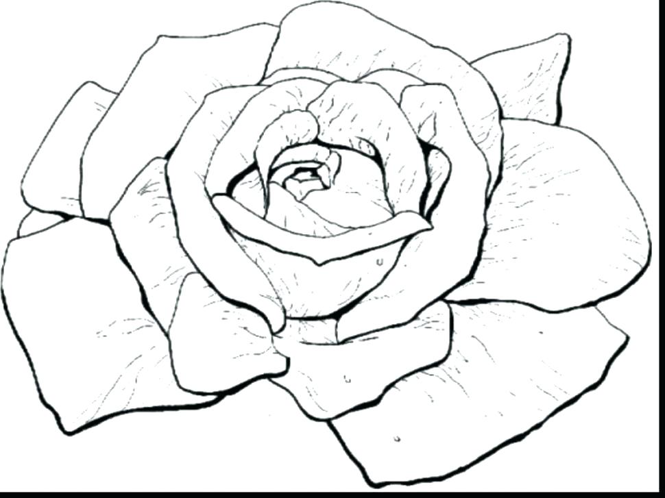 970x727 Coloring Roses Picture Of Fluffy Teddy Bear Hold A Rose Coloring
