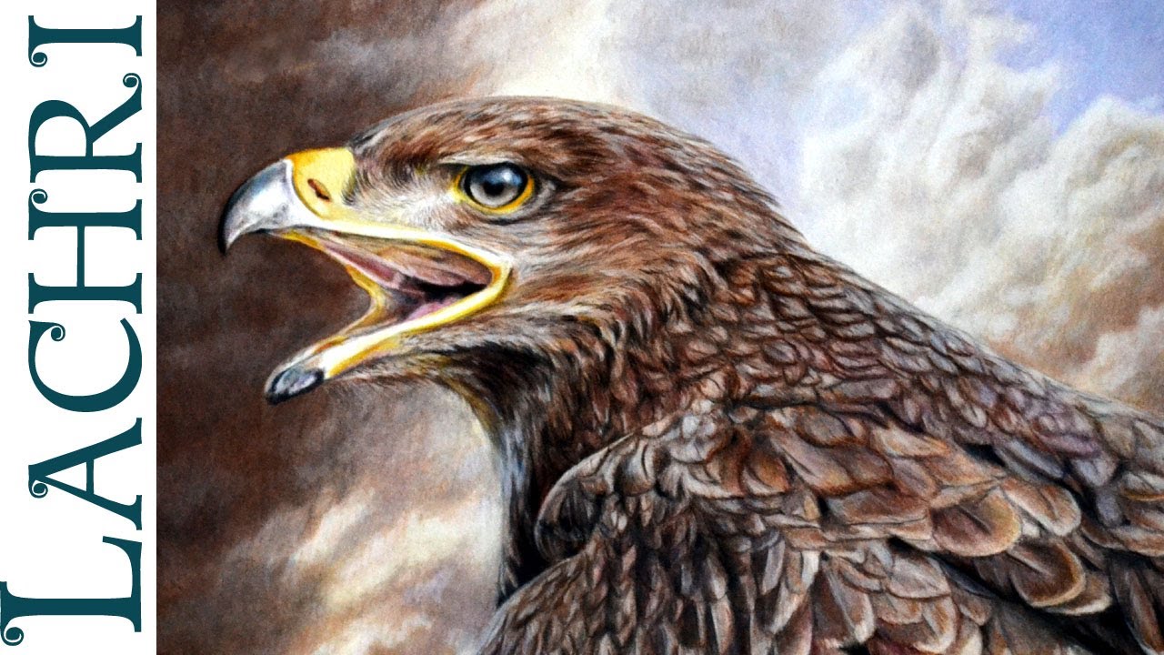 1280x720 Drawing An Eagle W Faber Castell Polychromos Colored Pencil