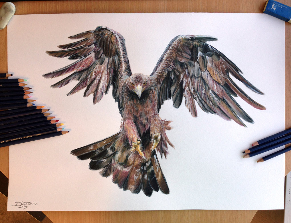 1020x783 Golden Eagle Color Pencil Drawing By Atomiccircus