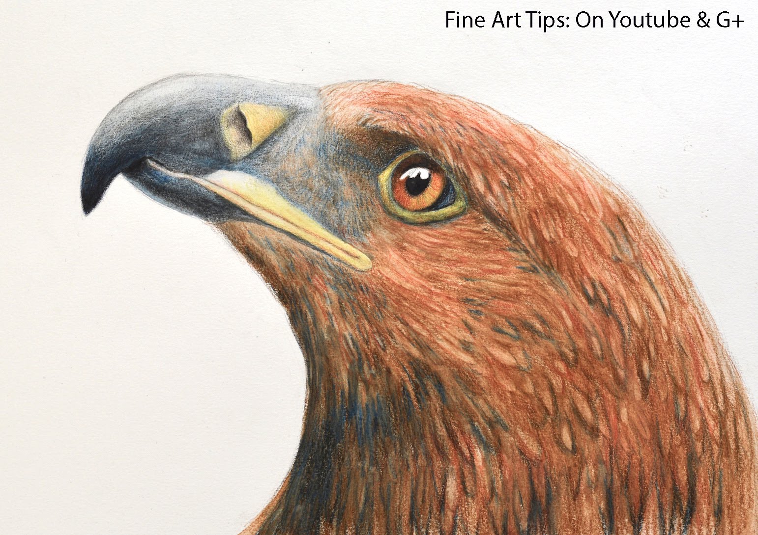 1542x1090 How To Draw An Eagle's Head With Watercolor Pencils