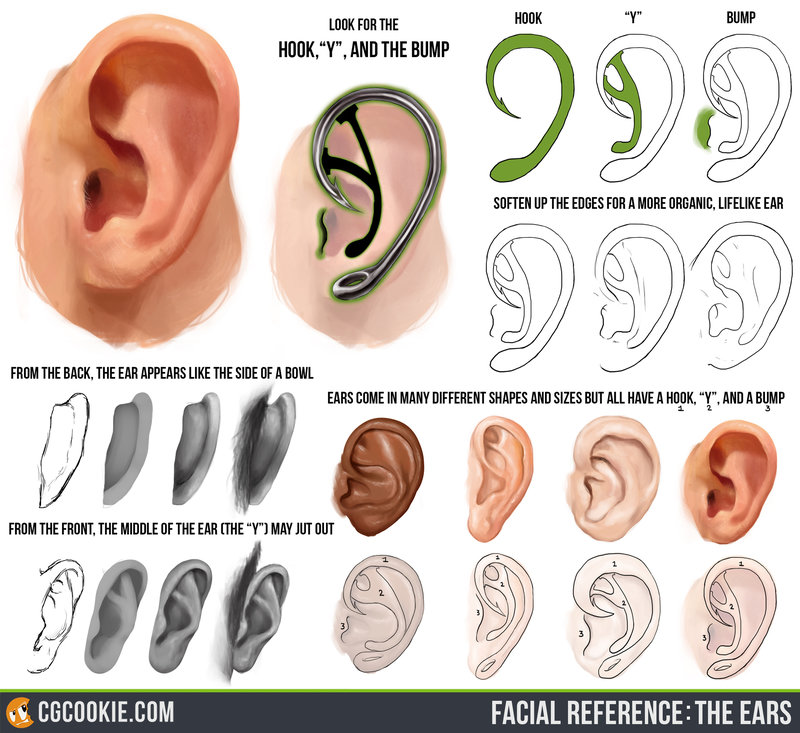 800x733 Facial Reference The Ears By Cgcookie