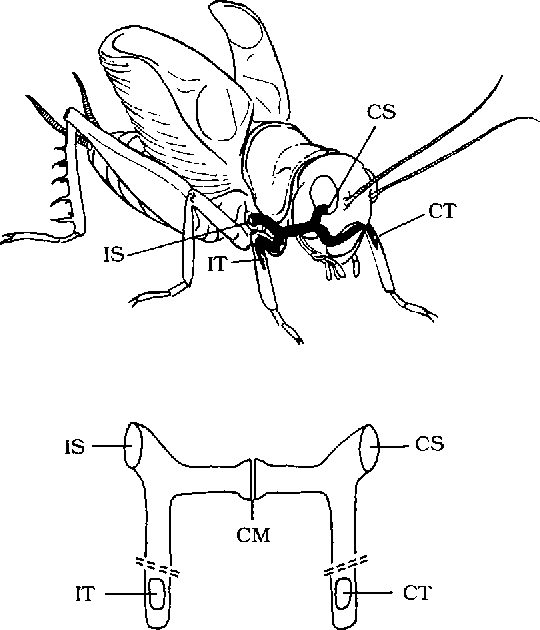 540x630 Figure 2 From The Tuned Cricket.