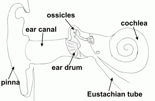 500x327 How We Hear