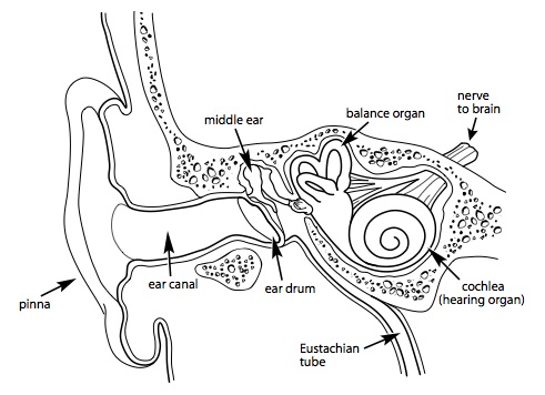 491x356 Collection Of Ear Canal Drawing High Quality, Free Cliparts