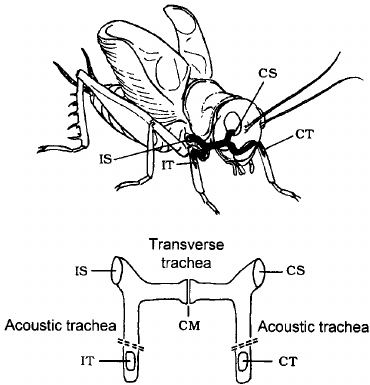 370x385 The Cricket Ear Is Located In The Front Legs And Is A Sound