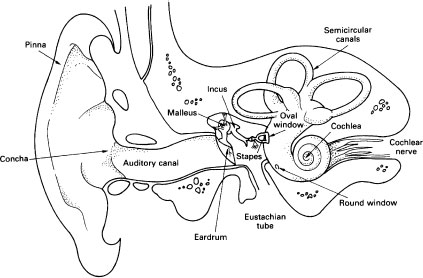 423x278 3. The Hearing Process