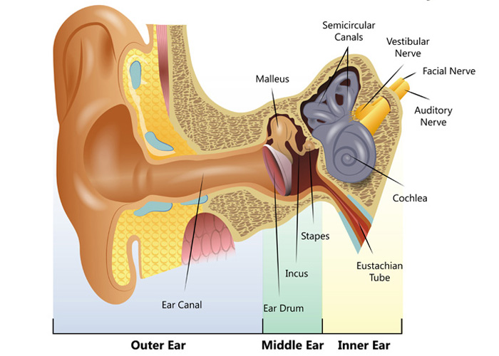 700x500 Understanding How The Ear Works