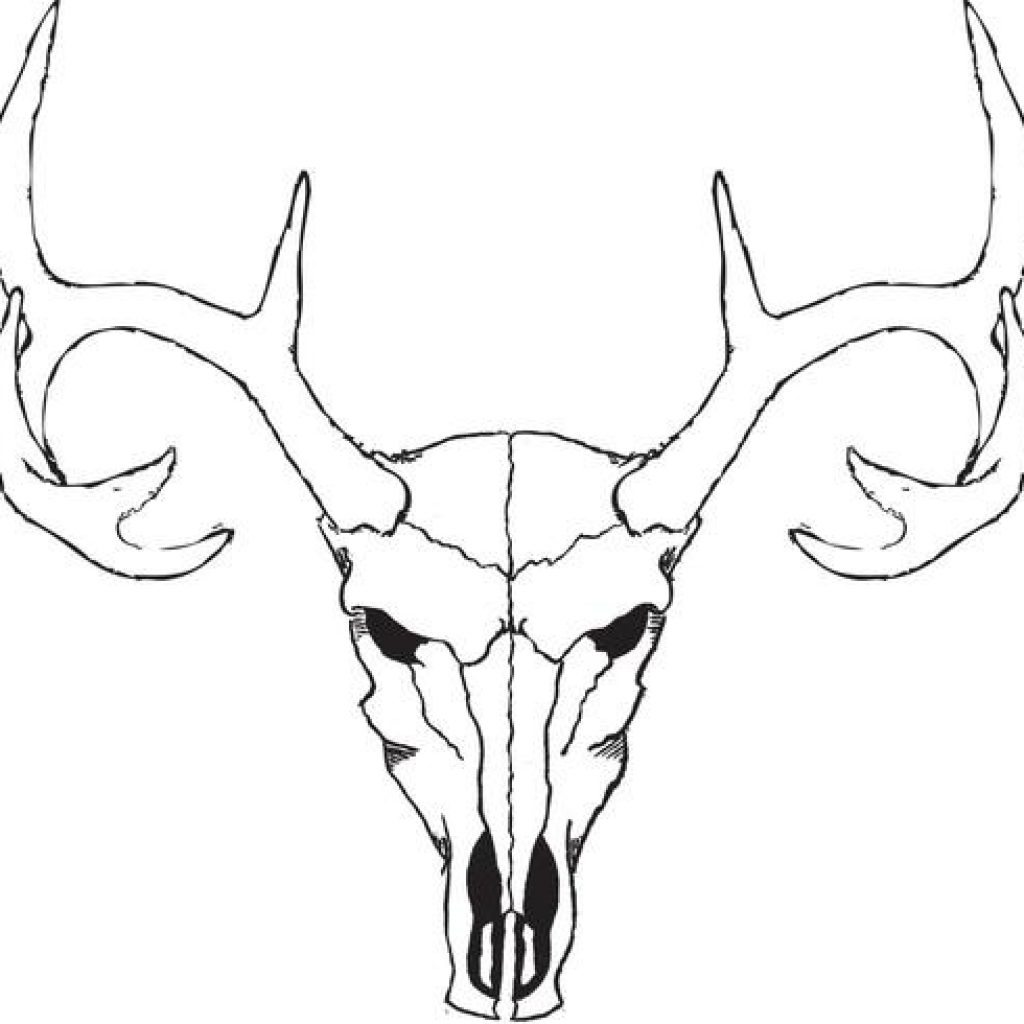 1024x1024 Deer Skull Drawing Vector Download Free Art Stock Graphics Images