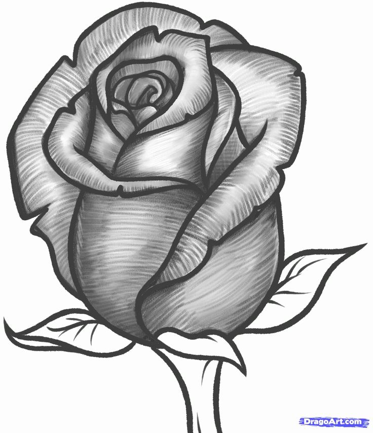 736x855 Easy Drawing Designs Best 25 Rose Drawings Ideas
