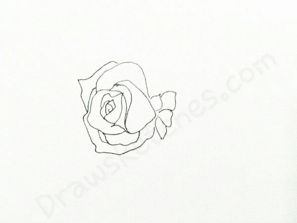 600x450 How To Draw A Rose In 16 Easy And Detailed Steps With (Pictures)