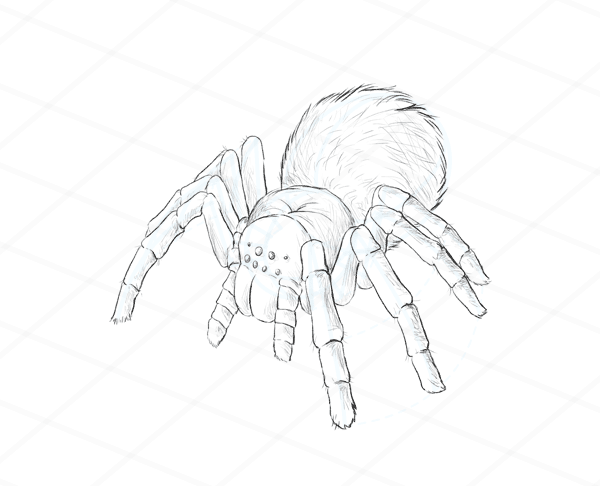 600x486 How To Draw Animals Spiders, Popular Species, Anatomy And Movement