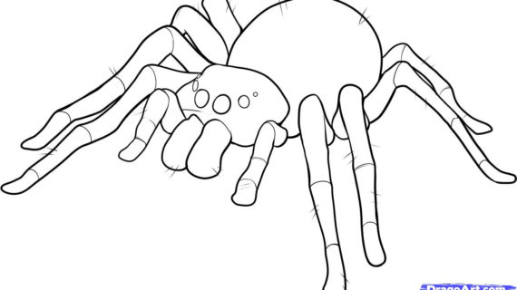 570x320 Spider Drawing For Kids 11. How To Draw An Easy Spider