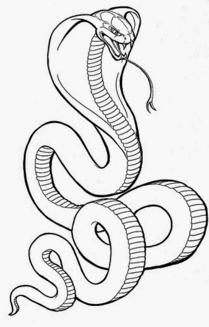 711x1111 Snake Sketch Easy Snake Review