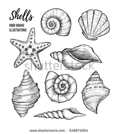 414x470 Collection Of Seashells On The Beach Drawing High Quality
