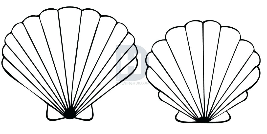 1080x543 Exciting Seashell Drawing