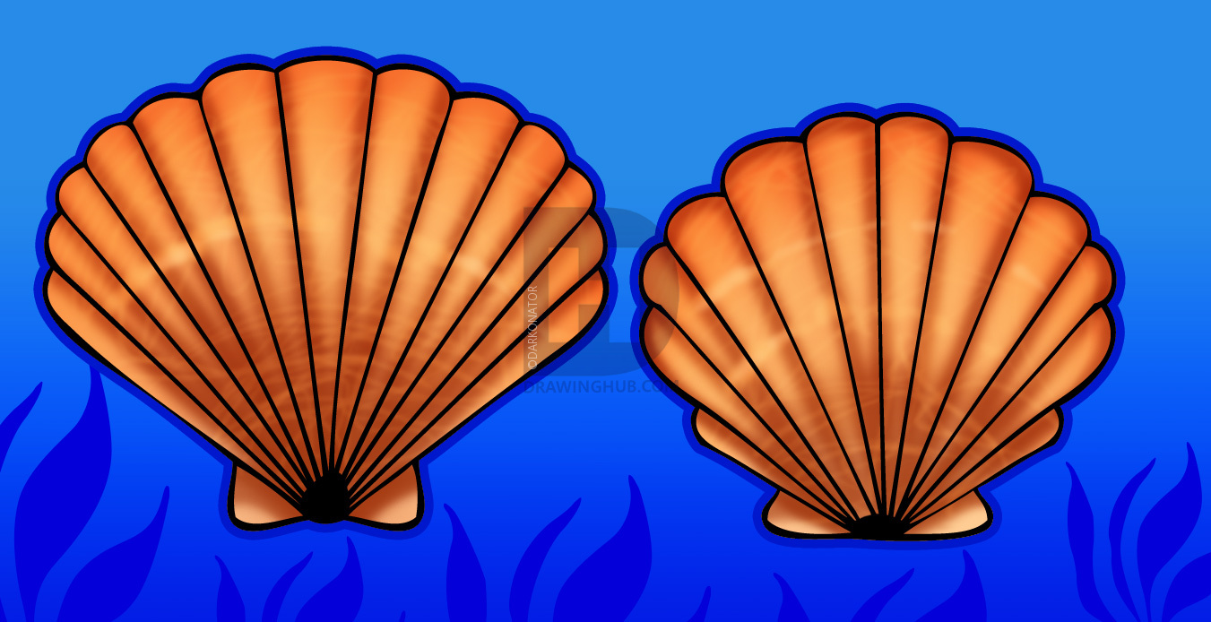 1351x694 How To Draw A Seashell, Seashells, Step By Step, Drawing Guide, By