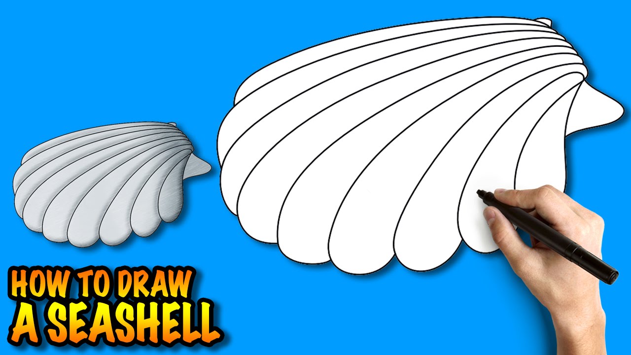 1280x720 How To Draw A Seashell