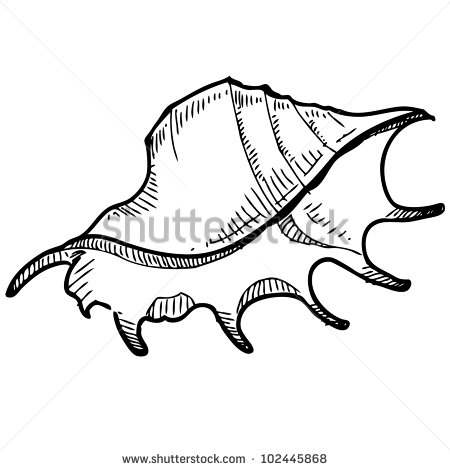 450x470 Best Photos Of Sea Shell Drawing