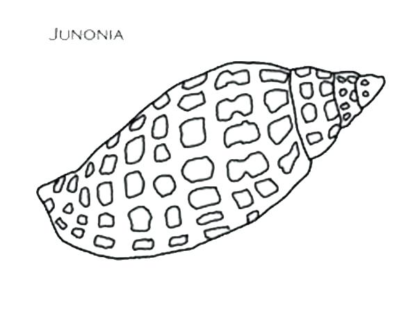 600x449 Coloring Pages For Adults Easy Seashell A Gorgeous Nutmeg Page