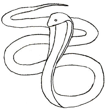 350x358 How To Draw A Snake