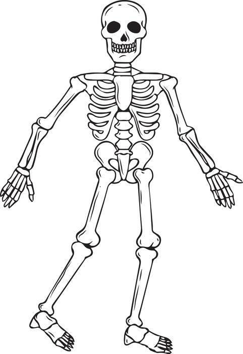 482x700 Pictures Skeleton Drawings For Kids,