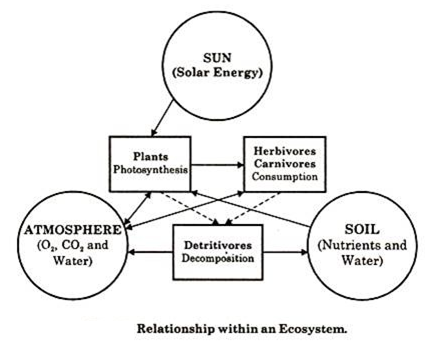 425x354 Ecosystems Concept, Structure And Functions Of Ecosystems (With