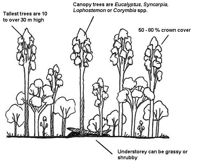 643x525 How To Draw A Forest (Part 1) Or Seeing The Wood For The Trees