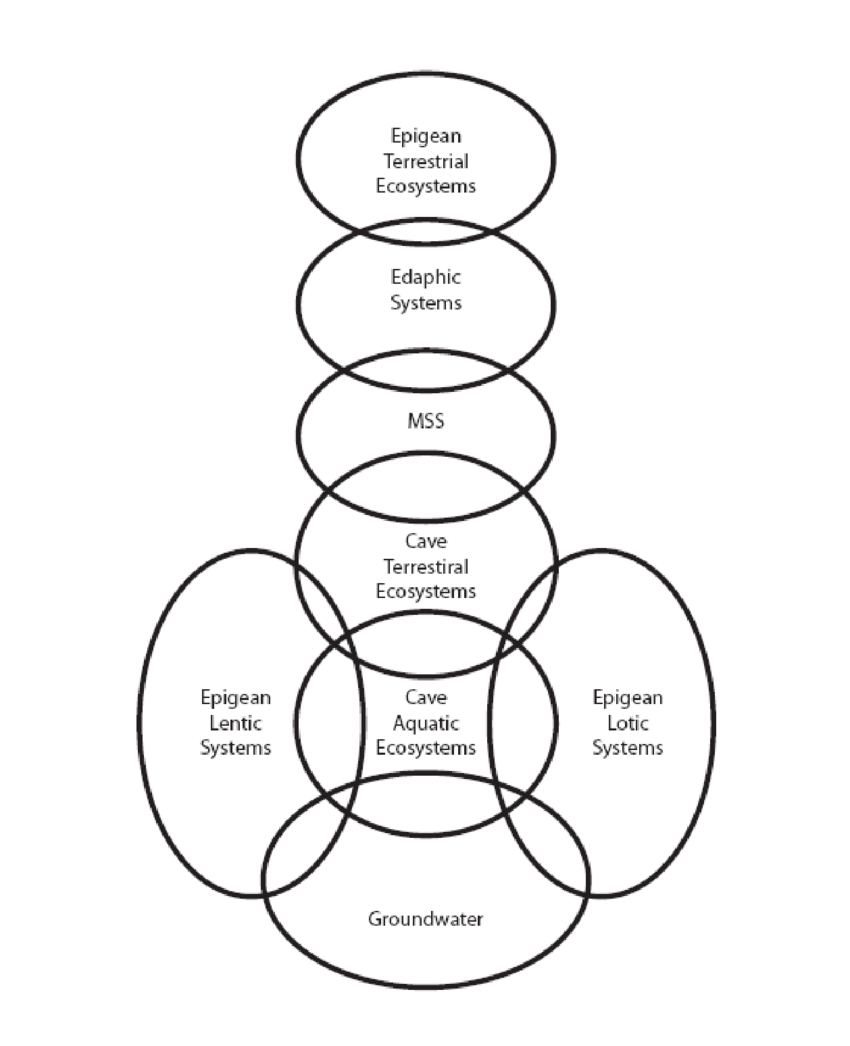 850x1046 Diagram Of General Relationships Between Cave Ecosystems And