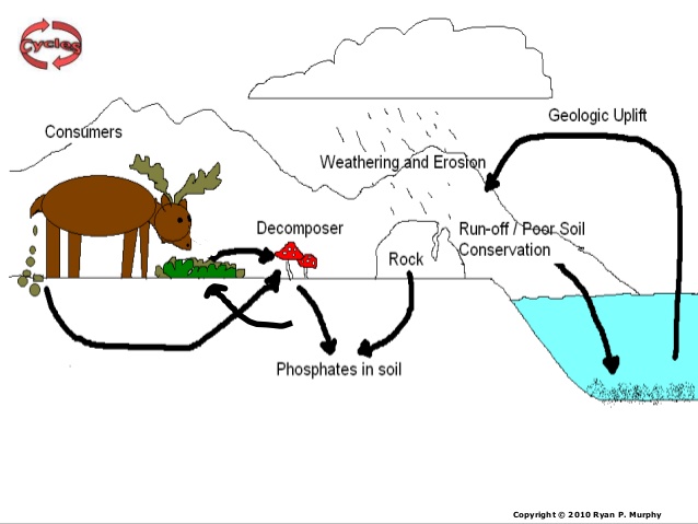 638x479 Phosphorus Cycle Lesson Powerpoint, Cycles, Biogeochemical Cycles,