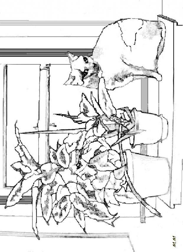 620x850 Cat On The Edge Of The Window Coloring Page. Nice Cat Drawing