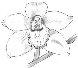 274x240 Orchid Drawings