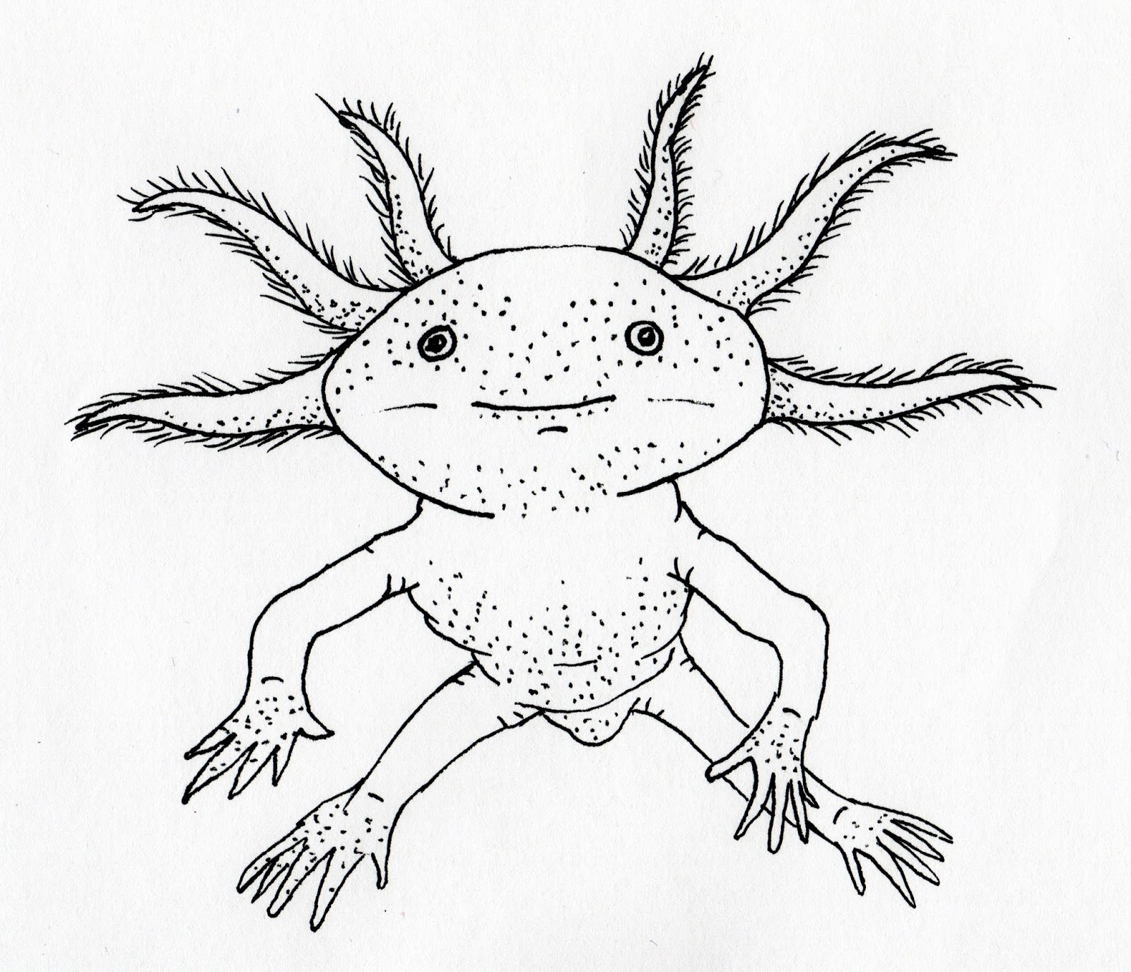 1600x1375 Jared Unzipped Draw Something Axolotl
