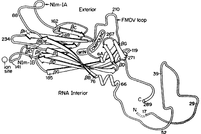 850x564 Ribbon Drawing Of Hrv14 Vp1, Showing The Eight Stranded