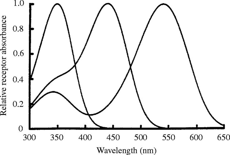 736x495 203 Best Bach Images On Architecture, Ruler