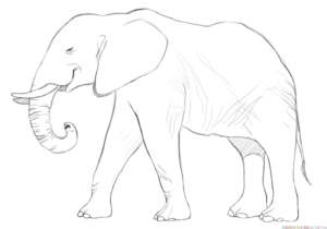 300x210 Drawings Drawing Ideas Elephant Easy Drawing Beautiful Easy
