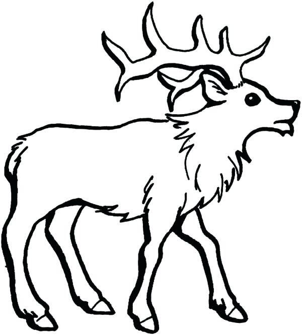 600x666 Elk Coloring Page How To Draw An Elk Coloring Pages Elk Head