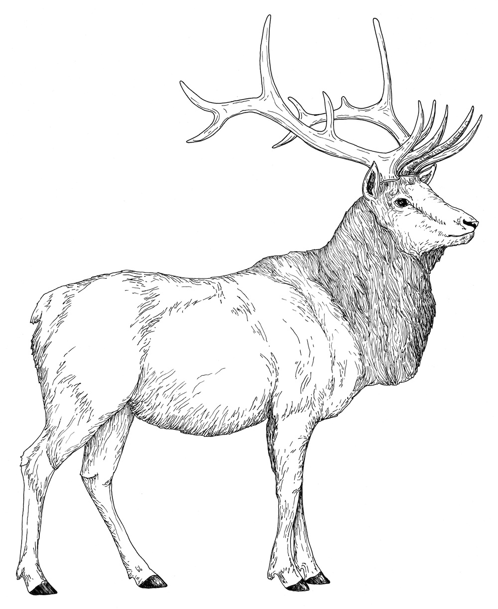 1000x1222 Elk Coloring Pages
